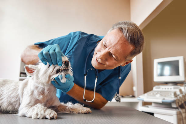 Best Emergency Gum Treatment in Churchill, OH